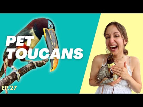 Aracari Toucans As Pets | Toucan Hormones and Sleep