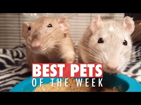 Best Pets of the Week | May 2018 Week 2