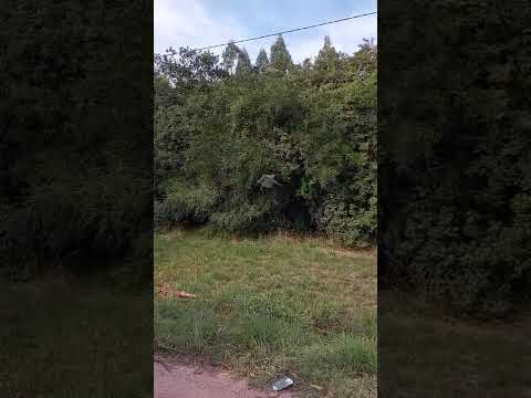 liberación de pájaros # las brujas # canelones # Uruguay