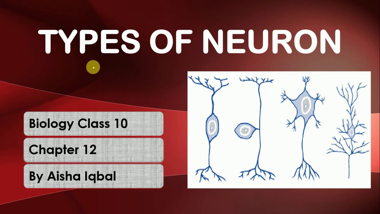 Types of Neuron