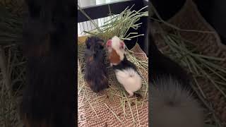 チモシーもぐもぐモルモット達🌱#slowlytail #モルモット #guineapighome #癒し #動物 #かわいい #tiktok 