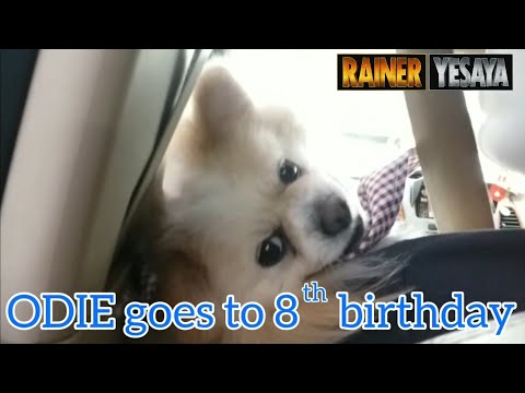 ODIE goes to 8ᵀᴴ birthday - Koleksi gua selain Hot Toys 😆