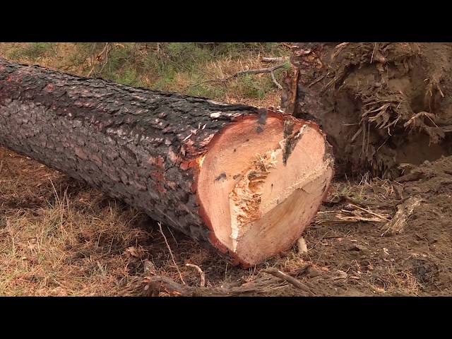 В парке 10-летия Ангарска вырубили деревья
