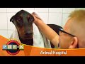 Animal Hospital Virtual Field Trip KidVision Pre K
