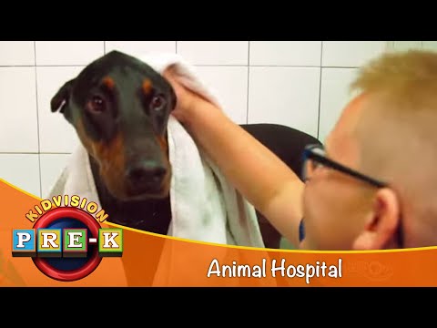 Take a Field Trip to the Animal Hospital | KidVision Pre-K