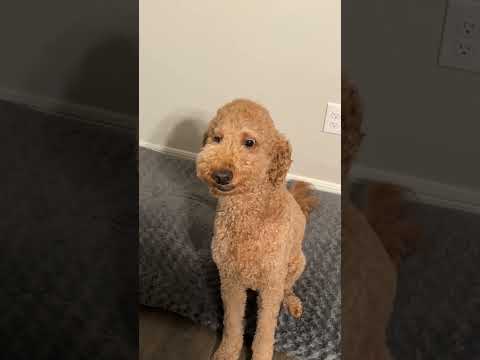 Raconter une blague à mon chien et rire bizarrement pour voir sa réaction