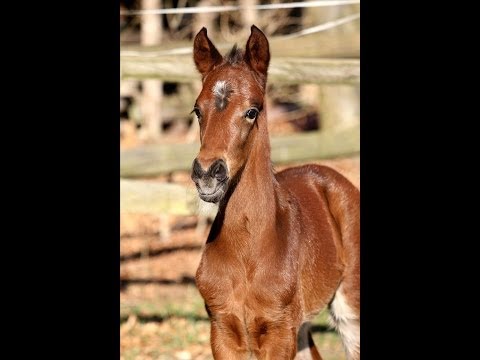 www.sporthorses-online.com 2014 LIVALDON colt !!!