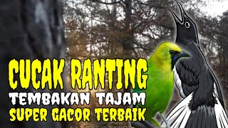 Download lagu MASTERAN CUCAK RANTE BERSUARA ROOL PEDAS DAN RAPAT mp3 Download lagu MASTERAN CUCAK RANTE BERSUARA ROOL PEDAS DAN RAPAT mp3