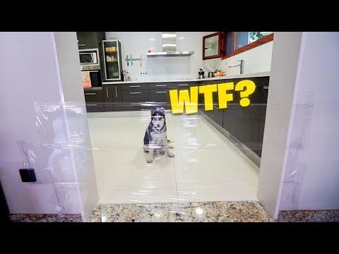 ¿COMO REACCIONAN MIS PERROS AL VER UNA PARED INVISIBLE? **HUSKY SIBERIANO** [Shooter]