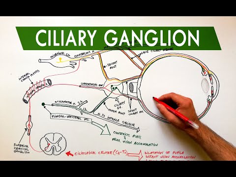 Ciliary Ganglion - Autonomic control of the eye | Anatomy Tutorial