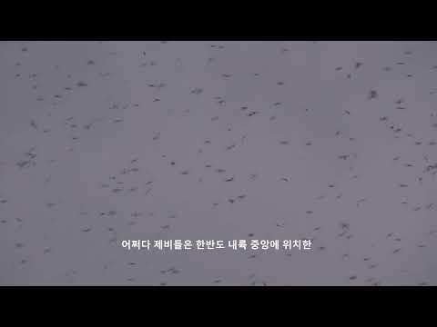 내성천 하늘을 날아 오르다 Swallows, flying over the Naeseong River | 지율 Jiyul 예고편