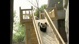 Cute pandas playing on the slide