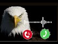 New Eagle Ringtone Chil Ki Awaaz Ringtone Viraldhun Trindingringtone Eagle Ki Awaaz