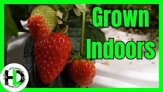How to Grow Hydroponic Strawberries from Seed (My Complete Guide)