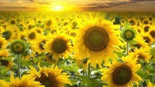 Peaceful music, Relaxing music, Instrumental music "Peaceful Golden Meadow" Tim Janis