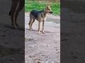 Big Cute Dog Is Looking Some Kind Person Whos That Dog PetLover FamilyDog Hammyandolivia CuteAnimals