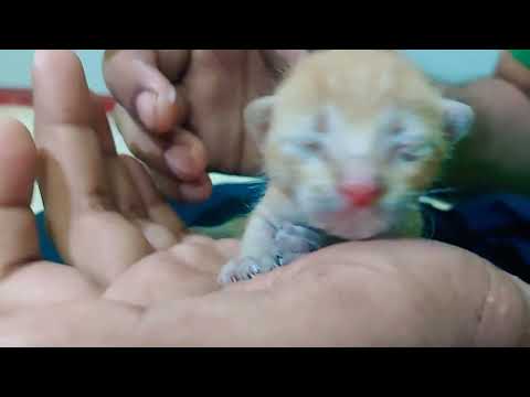 baby cat feeding milk | cute cat videos | cat videos | animals lovers | kitten | baby cat