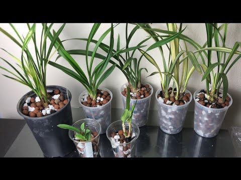 蘭花種植材料