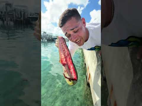 WHEN FEEDING THE SHARKS GOES RIGHT