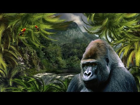 download lagu mp3 mp4 Africa Jungle Mp3, download lagu Africa Jungle Mp3 gratis, unduh video klip Africa Jungle Mp3