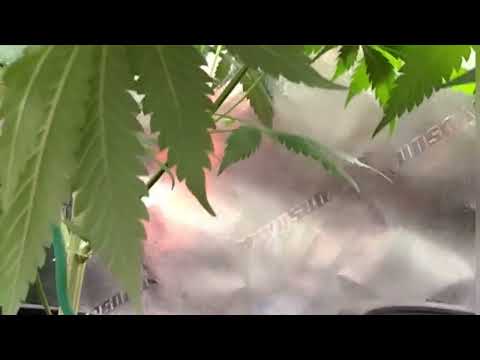 The Cream by Irie genetics grown by Ms Kay's Garden