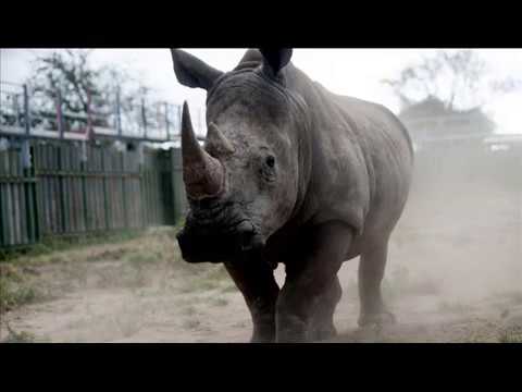 Lone rhino Adrian Belew Phil Brookes