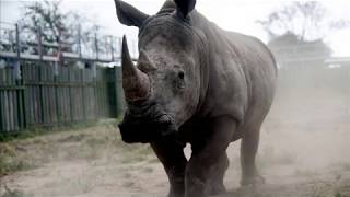 Lone rhino Adrian Belew Phil Brookes