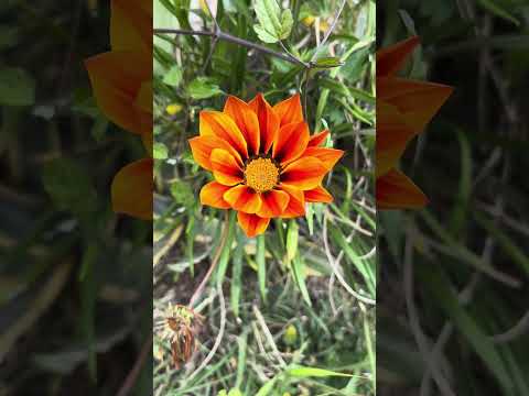 This cat gave me one of my best shot! Yashica 400s film