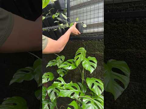 New setup loading ! #tropicalgarden #jishnuuthaman #home #garden