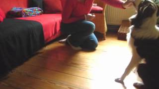 preview picture of video 'Puppy School Silvia Trkman Lesson 6 Task 4 gymnastics'