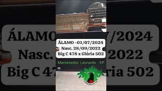 CURIÓ ÁLAMO - BIG C 478 X GLÓRIA 502 - CRIATÓRIO PRORROGAÇÃO