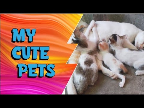 My cute pets/cute little kittens/cute cats.