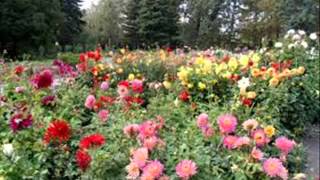 Love is a many splendored thing (2) JBolinches ( S.Fain &P.F.Webster)