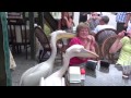When Animals Attack Compilation Part 2 By FailArmy