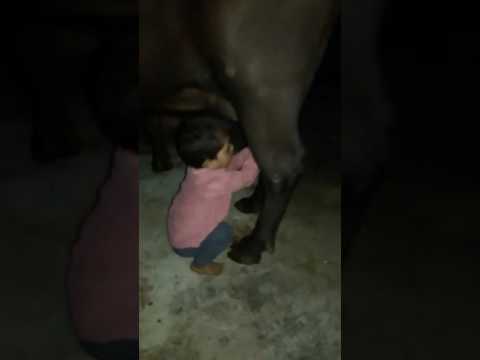 Amazing Two Year Old Boy Ridan