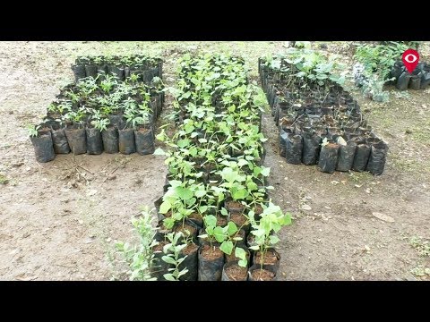 वडाच्या तुटलेल्या फांद्यांना जीवनदान, 'ग्रीन अंब्रेला'चा अनोखा उपक्रम