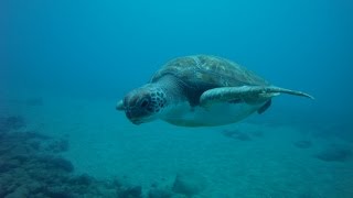 preview picture of video 'Scuba Diving | Turtle Bay ,Playa Paraiso, Tenerife | Sony Actioncam HDR- AS100V'