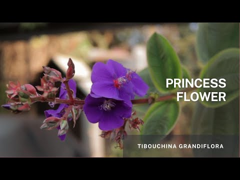 The Princess flower -Tibouchina grandiflora - Easy propagation using stem cuttings in soil .