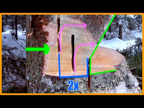 Why Heavily Back Leaning Trees Are EASY To Fell! - Shark Gill