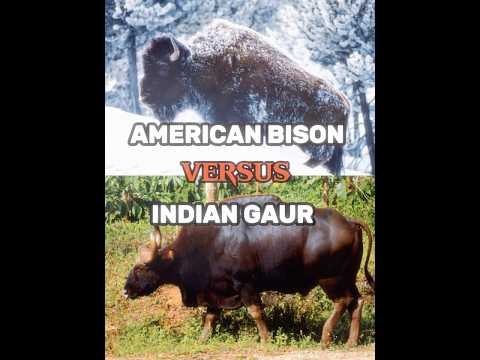 American Bison vs Indian Gaur #wisedit