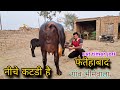 1st Timer Joti Murrah Breeding Farm Village Bhimewala Fatehabad Gill Dariy Farm