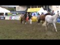 Rosedust Little Fairygold 3rd Royal Welsh 2009