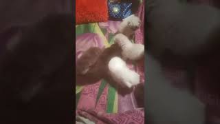 Himalayan Persian Cats Videos