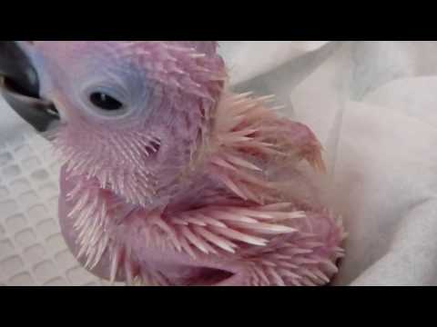 image-How much does a baby cockatoo cost?