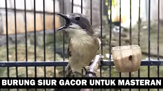 Download lagu SUARA KICAU BURUNG REMETUK LAUT JANTAN GACOR ‼️ MASTERAN PIKAT & PANCINGAN SIUR LIARAN PALING AMPUH mp3 Download lagu SUARA KICAU BURUNG REMETUK LAUT JANTAN GACOR ‼️ MASTERAN PIKAT & PANCINGAN SIUR LIARAN PALING AMPUH mp3