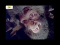 Lee Kristofferson Night Of The Werewolf 1977