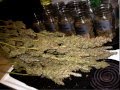 600W Hydroponic DWC Cannabis Grow - 23oz ...
