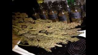 600W Hydroponic DWC Cannabis Grow - 23oz Harvest