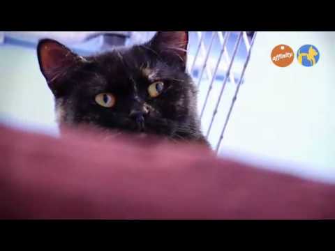 Elige tu raza - British - Más que perros y gatos 10 | Fundación Affinity