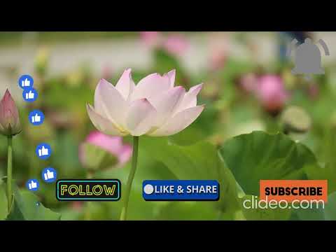 InthandhamVishal Chandrashekhar, S.P. Charan